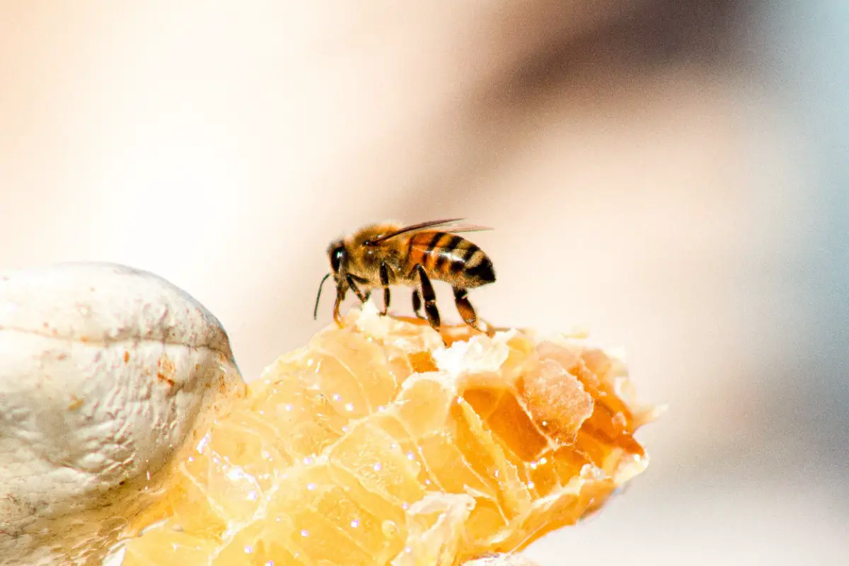 ¿cómo Hacen Las Abejas La Miel? De La Flor Al