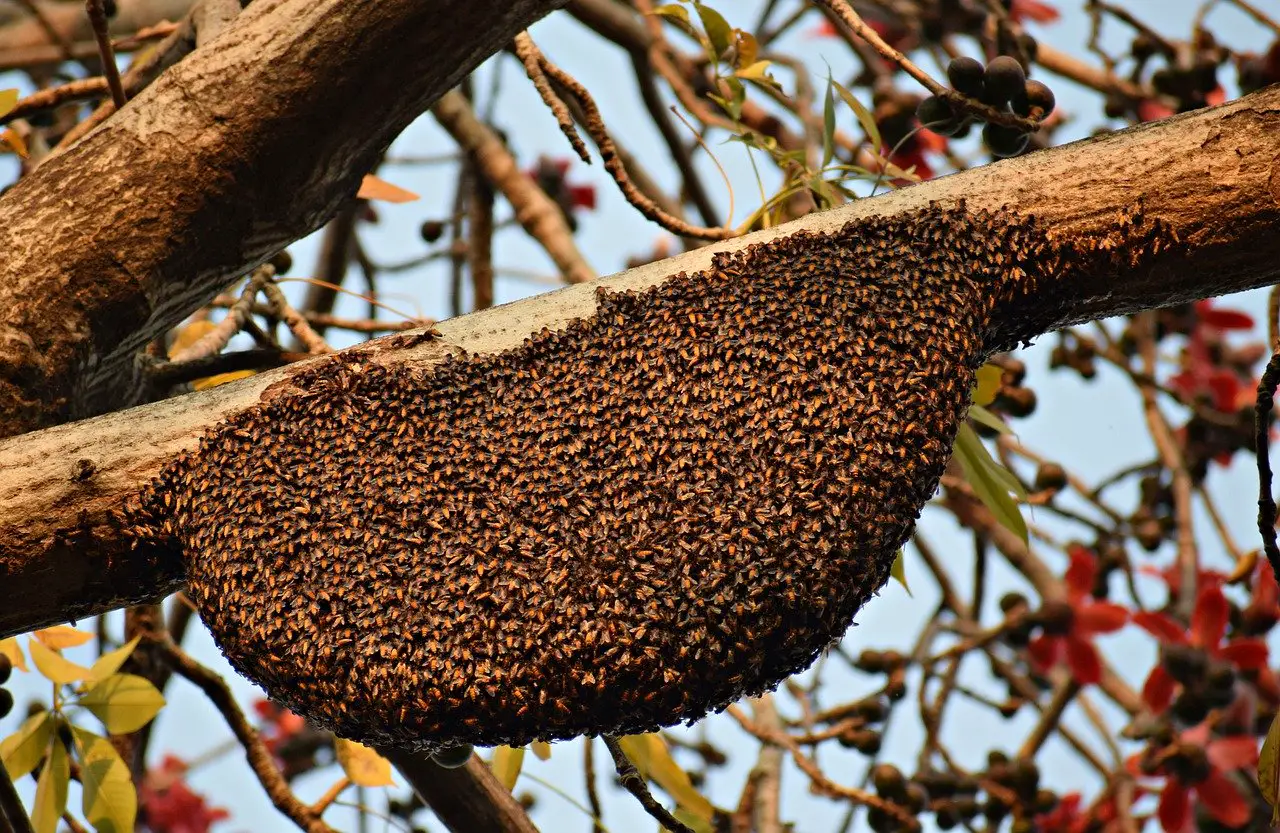 ¿por Qué Pululan Las Abejas? Enjambre De Abejas
