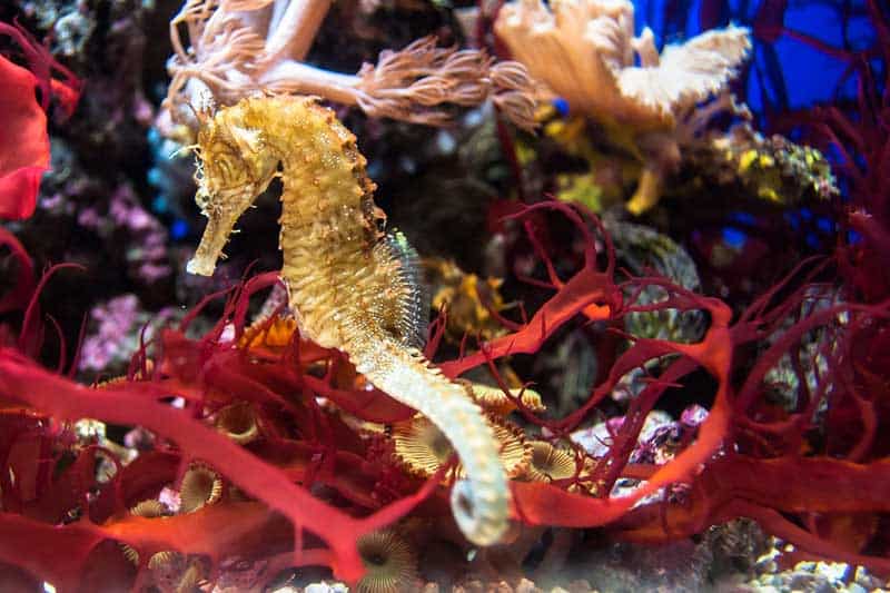 12 Datos Interesantes Sobre Los Caballitos De Mar
