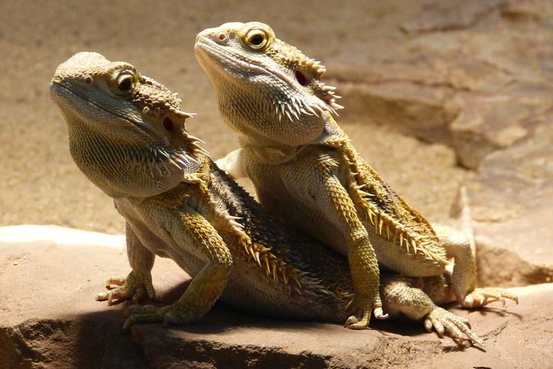 ¿los Dragones Barbudos Ven Televisión?