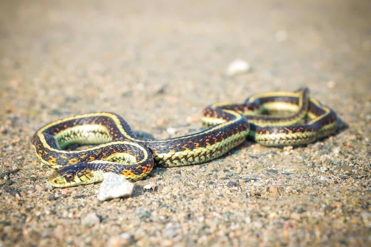 Cómo Encontrar Una Guarida De Serpientes De Liga (14 Consejos)