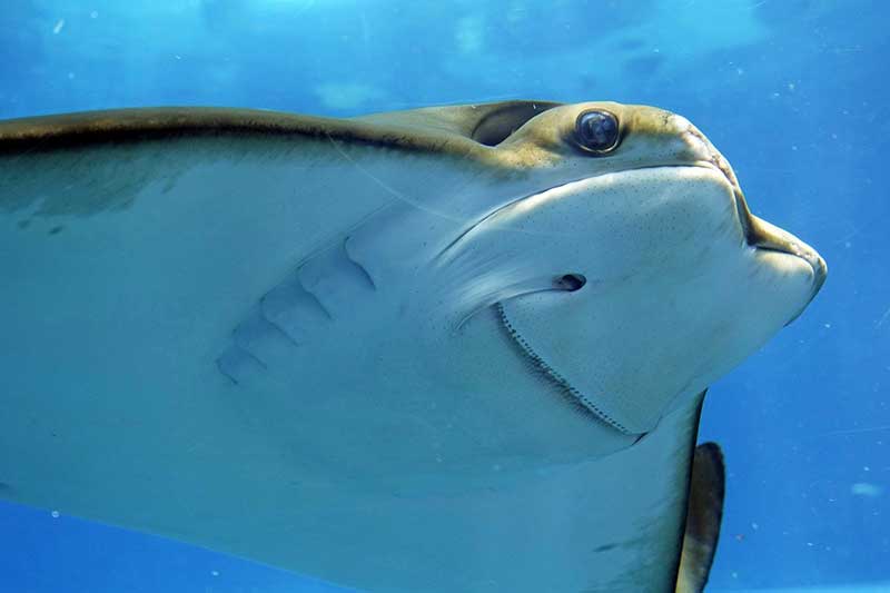 15 Ejemplos De Peces Cartilaginosos (con Imágenes)