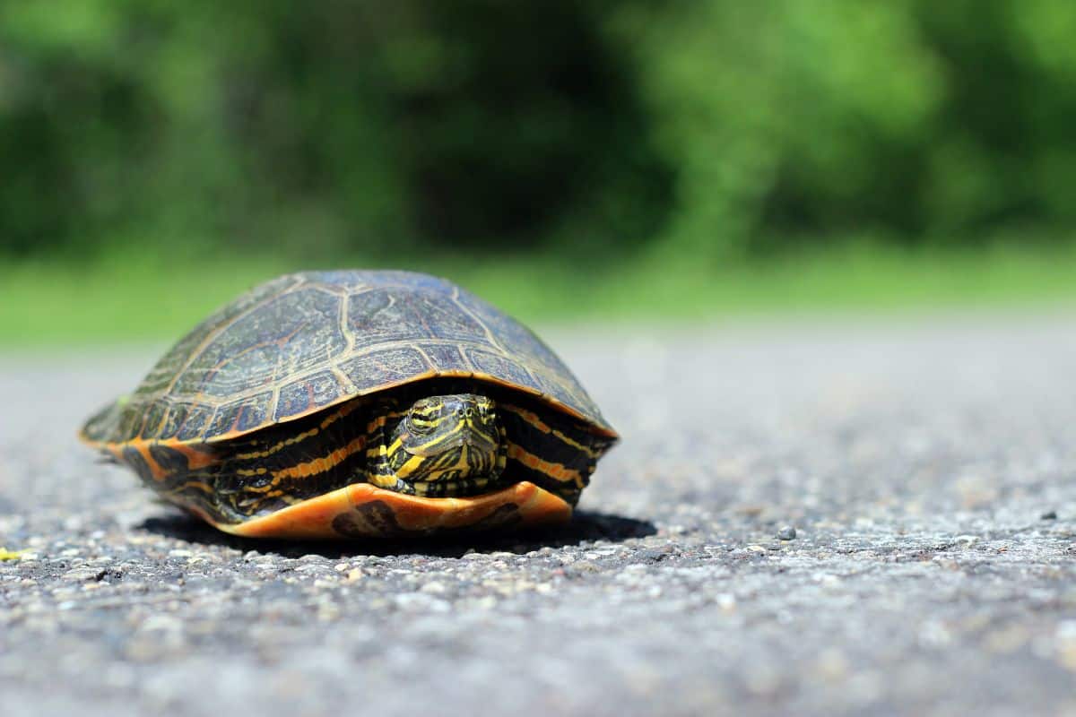 7 Especies De Tortugas Encontradas en Oregón (fotos)