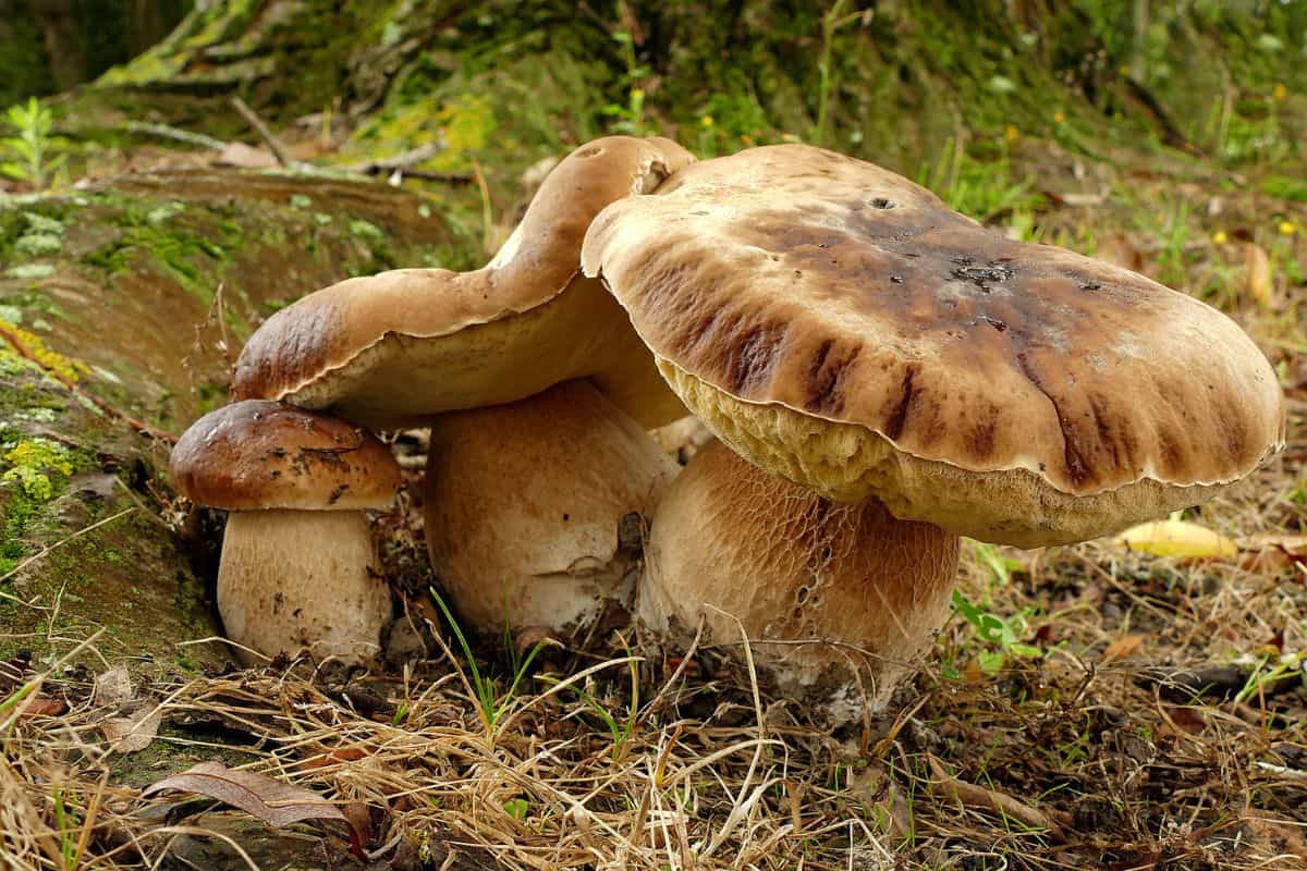 11 Hongos Silvestres en Oregon (imágenes)