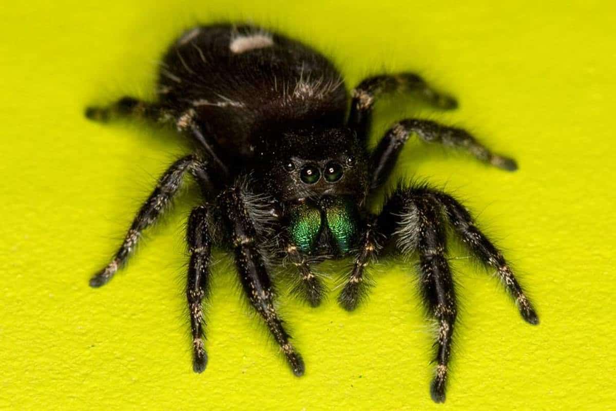 13 Ejemplos De Arañas Negras Que Pueden Saltar