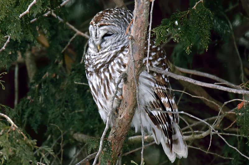 32 Birds of Prey in Montana (with Pictures and Facts)