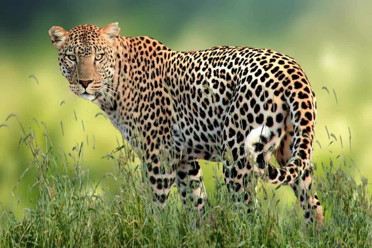 10 Características únicas De Los Leopardos
