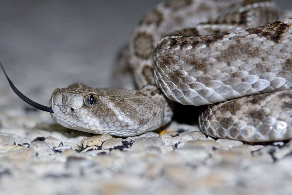 13 Especies De Serpientes Con Patrones De Diamantes