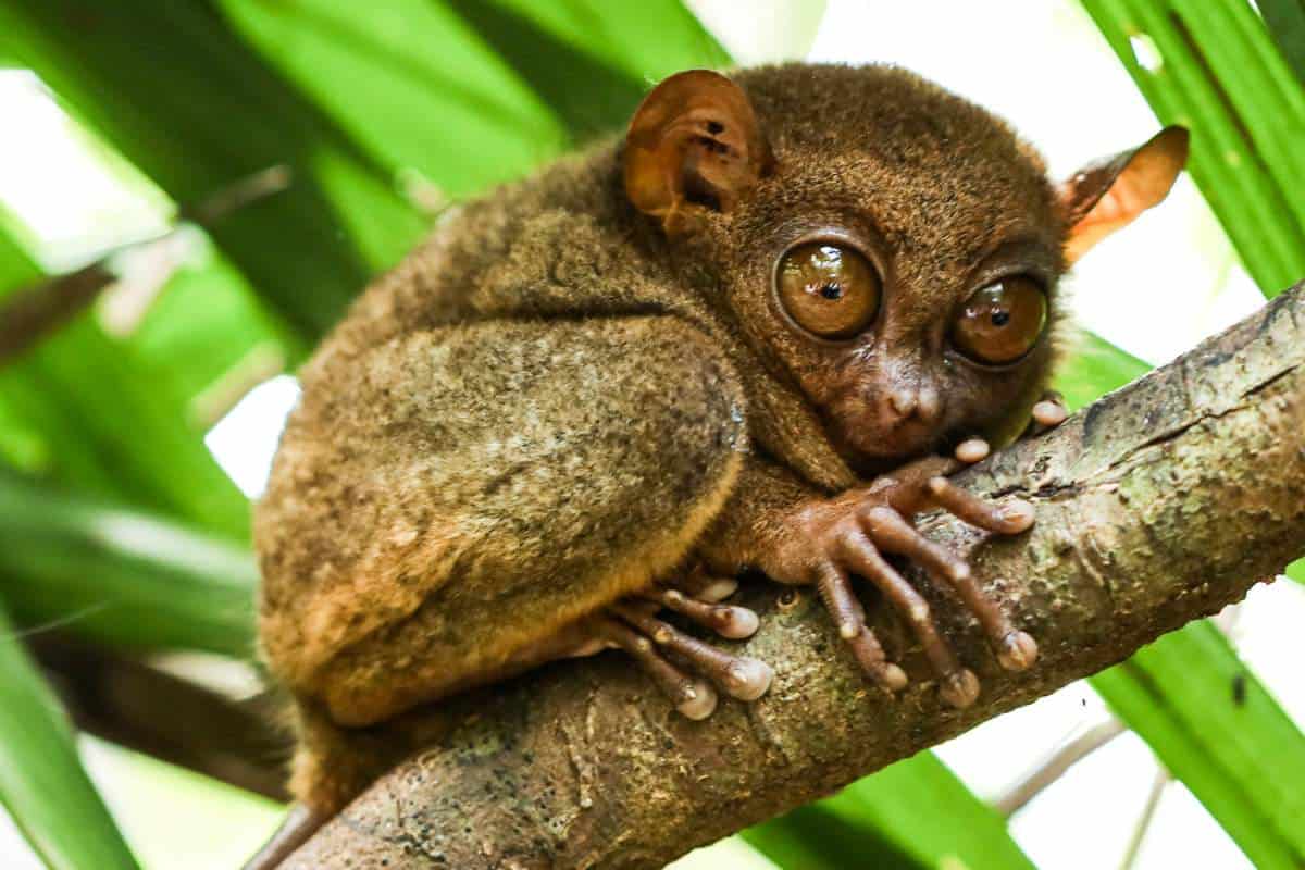 Vida Silvestre en Filipinas (16 Especies Notables)