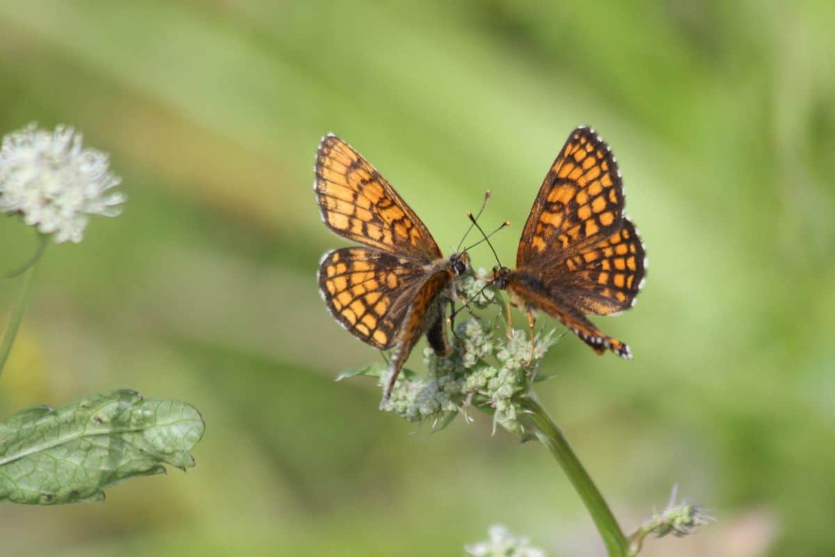 ¿cómo Se Comunican Las Mariposas Entre Sí?