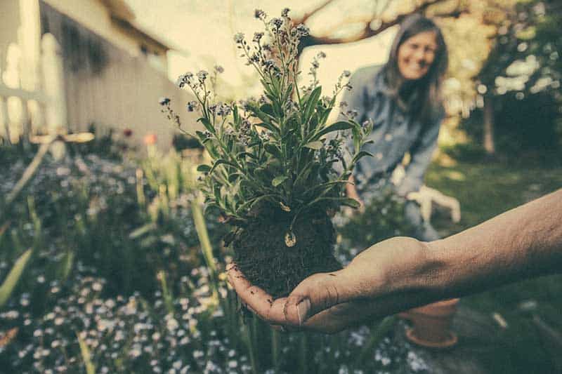 Zonas De Rusticidad De Plantación Del Usda Por Estado