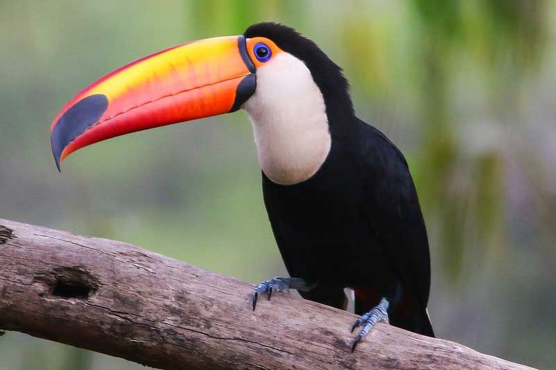 30 Ejemplos De Animales Con 6 Letras (imágenes)