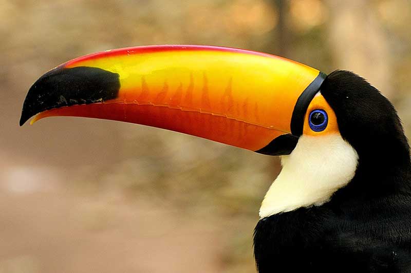 Aves Con Pico Largo (24 Especies Con Imágenes)