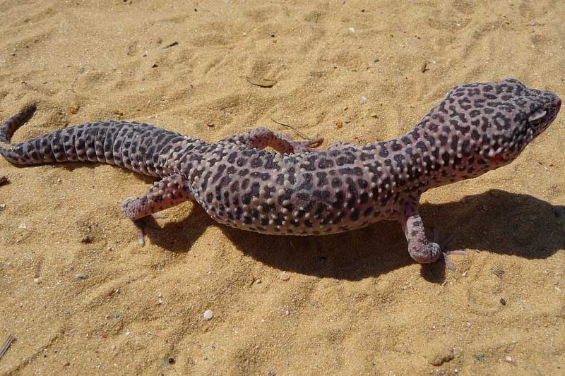 ¿puede Un Gecko Leopardo Volver a Crecer Su Cola?