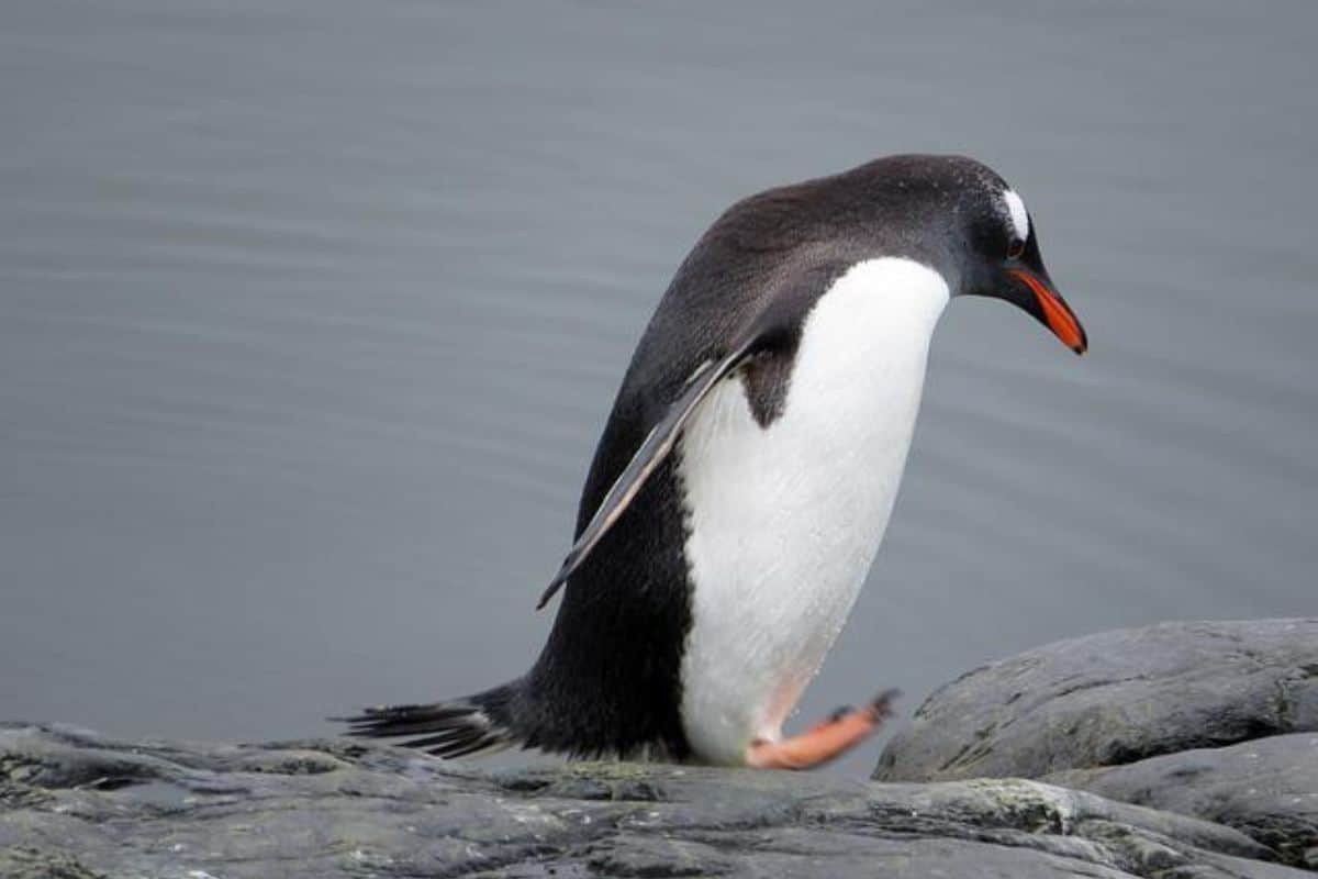 ¿los Pingüinos Tienen Dientes?