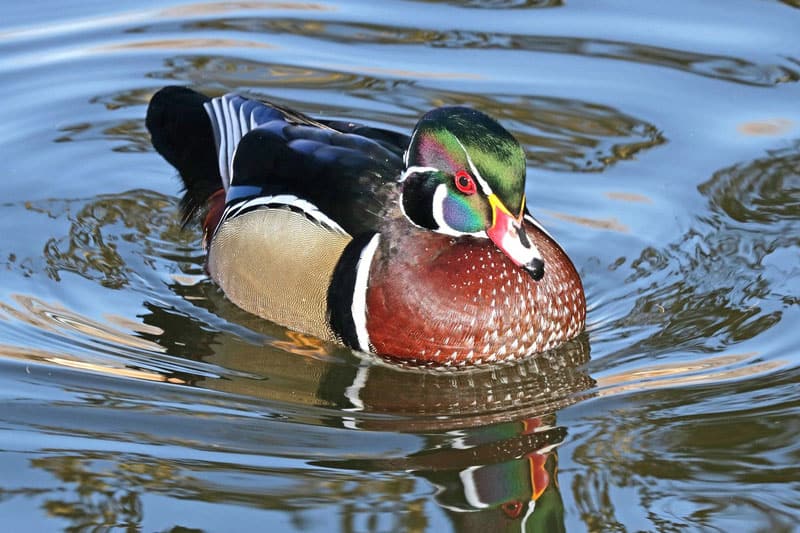 19 Datos Interesantes Sobre Los Patos De Madera