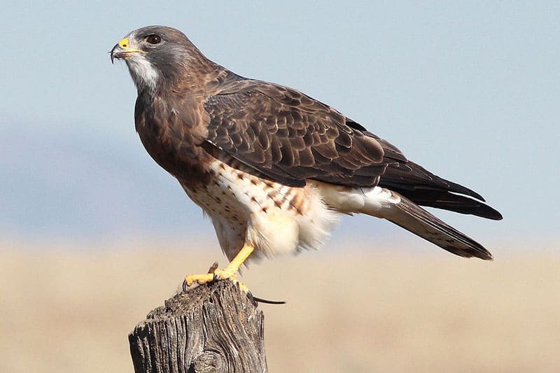 15 Animales Que Migran (con Imágenes)