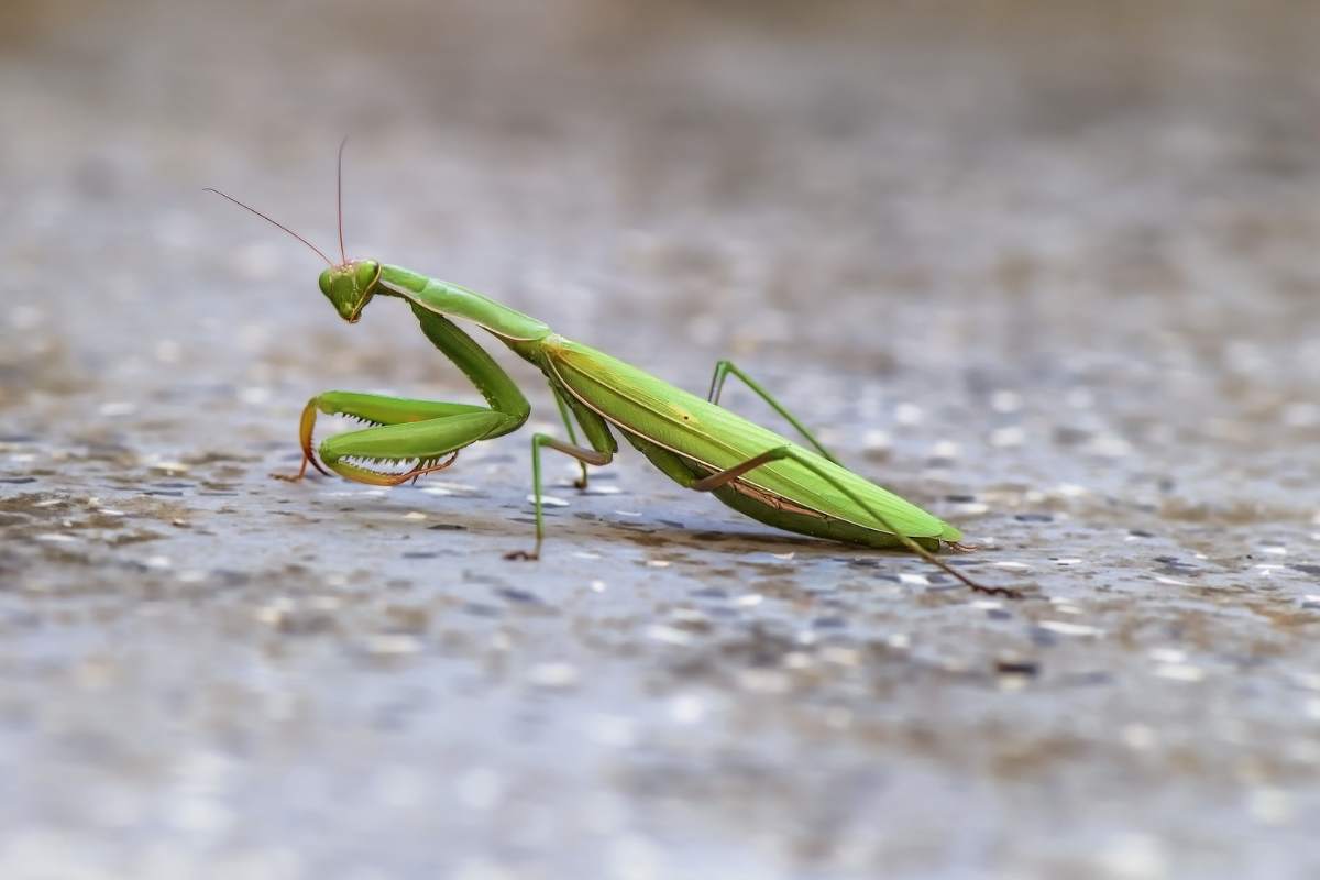 ¿puede Hacerte Daño Una Mantis Religiosa?