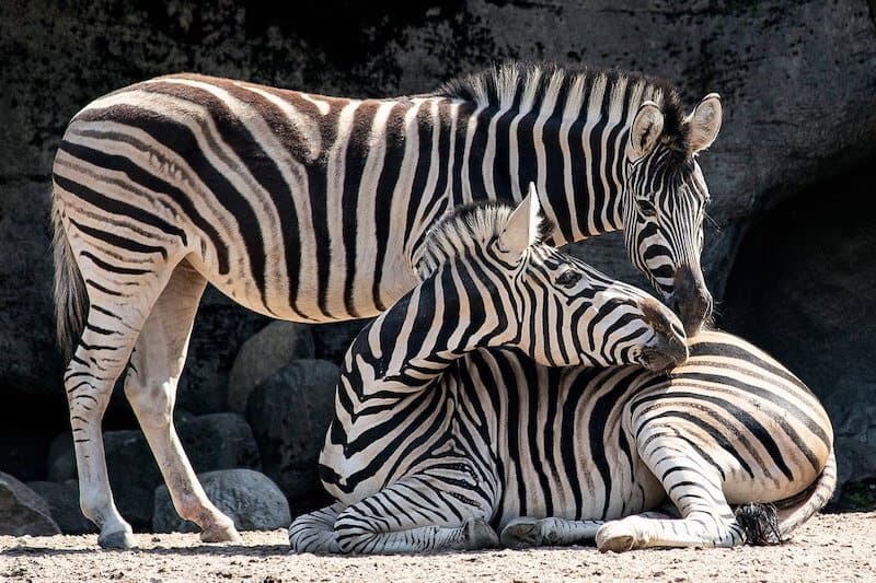 20 Tipos De Animales Con Colas Rayadas