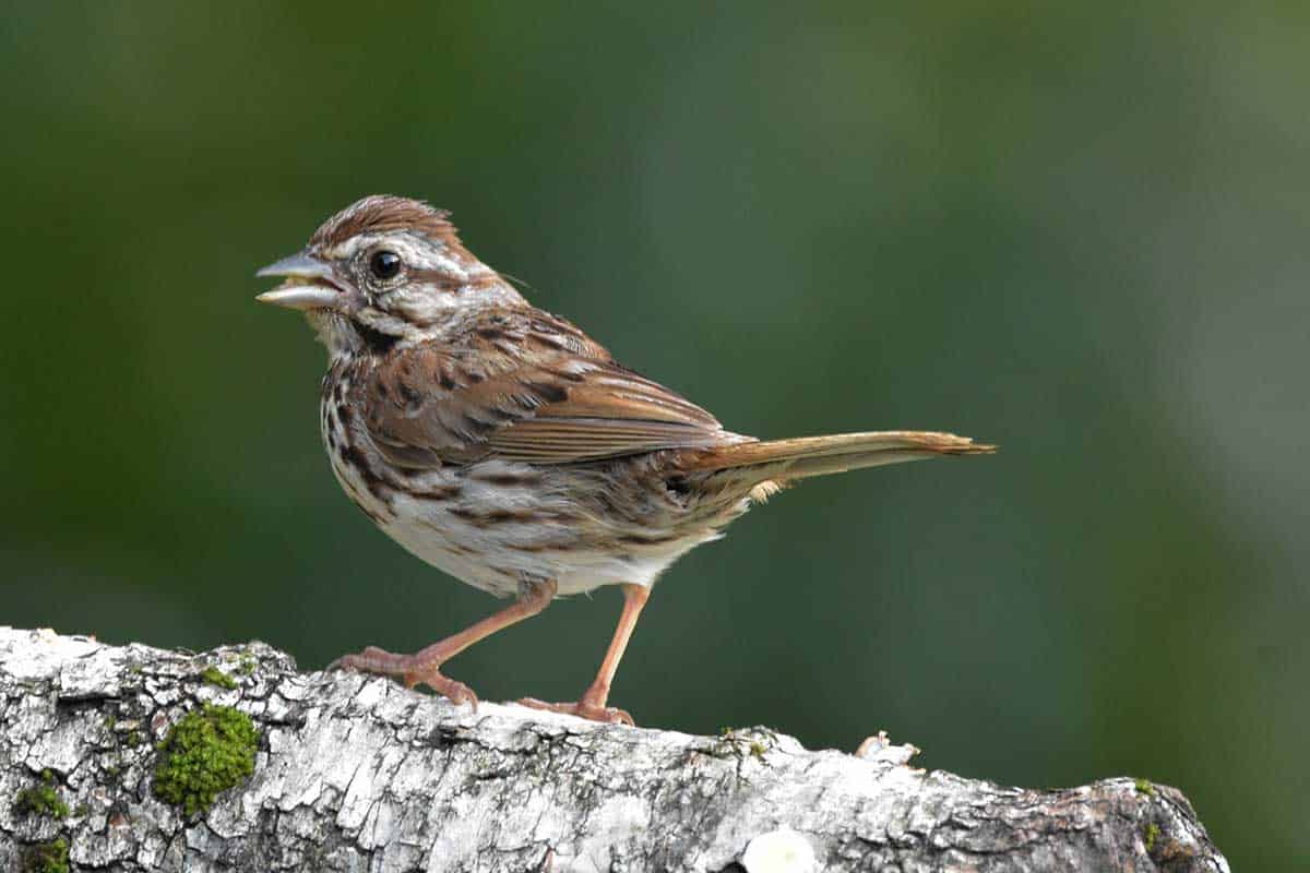 12 Animales Comunes Que Comen Semillas (granívoros)
