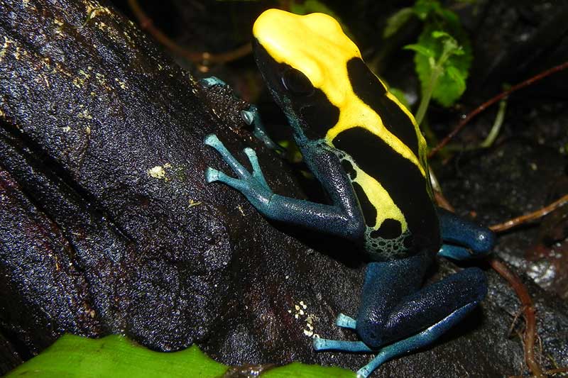 4 De Los Animales Más Venenosos Del Mundo