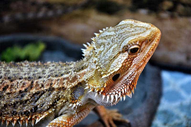 20 Comportamientos Del Dragón Barbudo Explicados