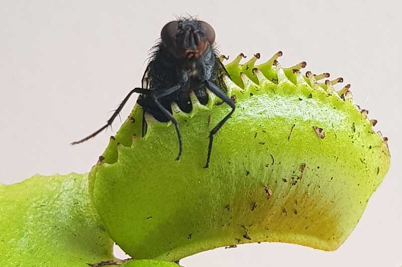 20 Ejemplos De Plantas Que Se Alimentan De Insectos (imágenes)