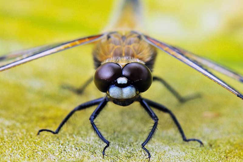 22 IncreÍbles Ojos De Animales (imágenes)