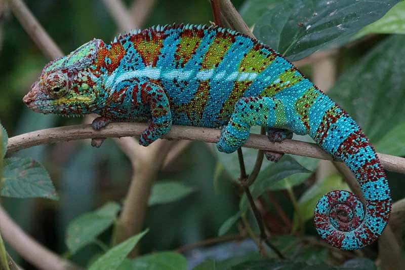 22 Animales Que Se Camuflan (fotos)