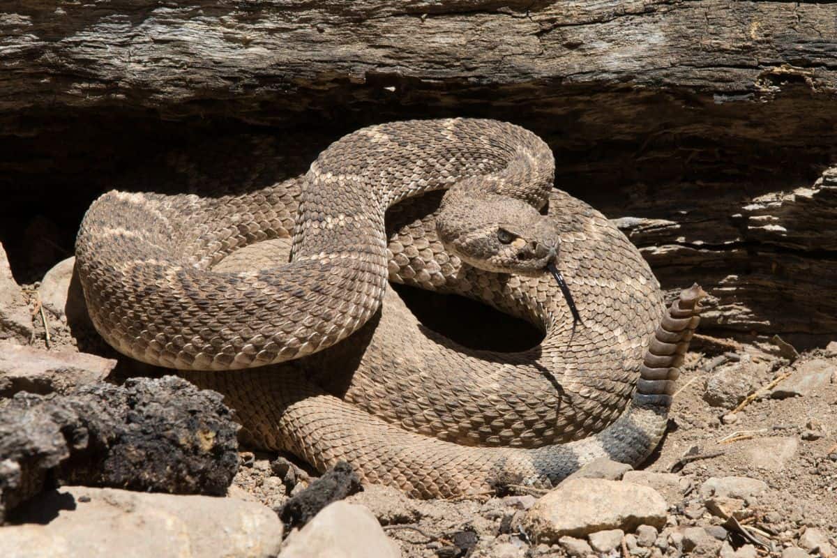 32 Tipos De Serpientes Marrones en América Del Norte
