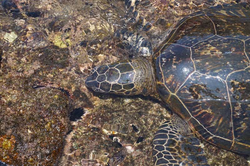 5 Especies De Tortugas Marinas en Florida (fotos)