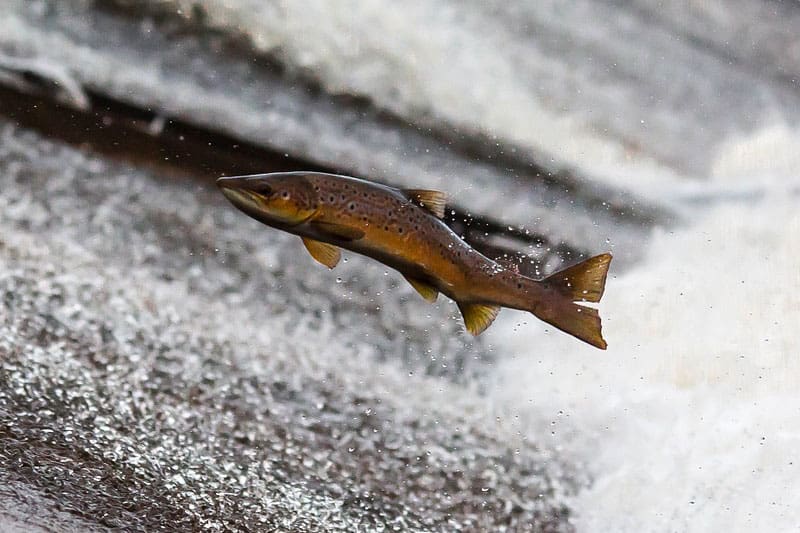 5 Peces Que Nadan Contra La Corriente (con Imágenes)