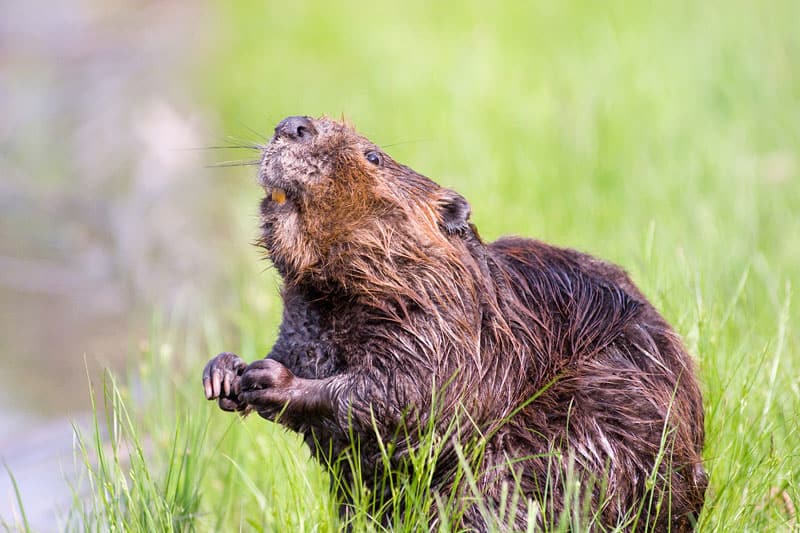 7 Animales Diferentes Que Parecen Castores (imágenes)