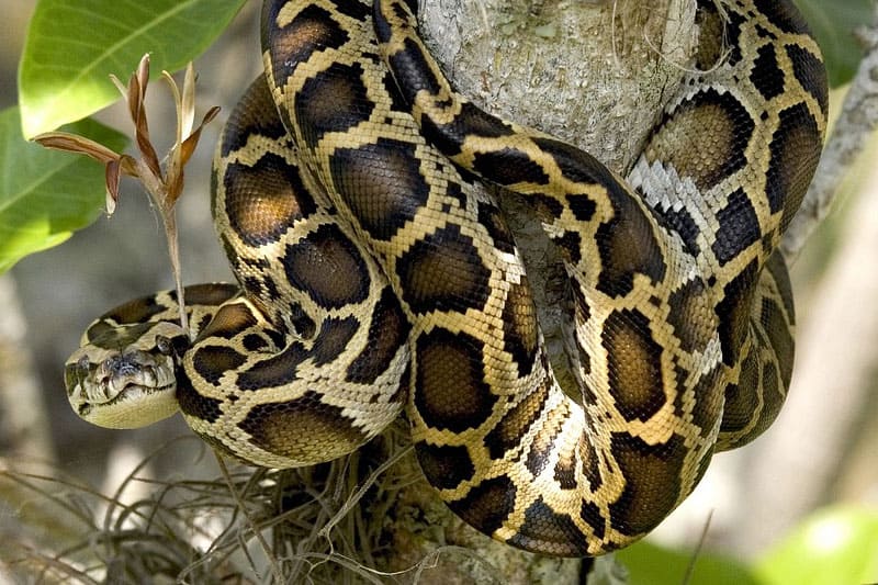 7 De Los Reptiles Más Invasores De Florida