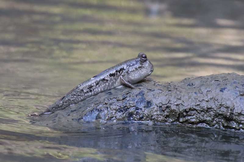7 Peces Diferentes Que Caminan Por La Tierra (con Imágenes)