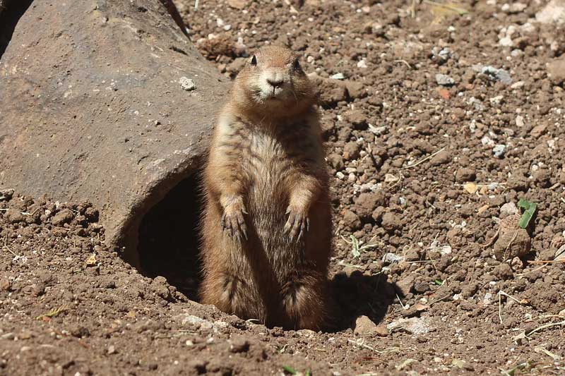 9 Animales Que Cavan Hoyos en Los Jardines (con Imágenes)