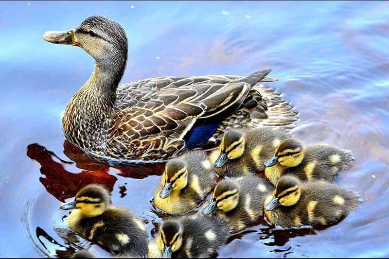 9 Datos Interesantes Sobre Los Patitos