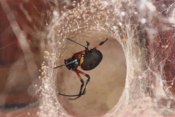 9 Especies De Arañas Blancas Y Negras en Texas