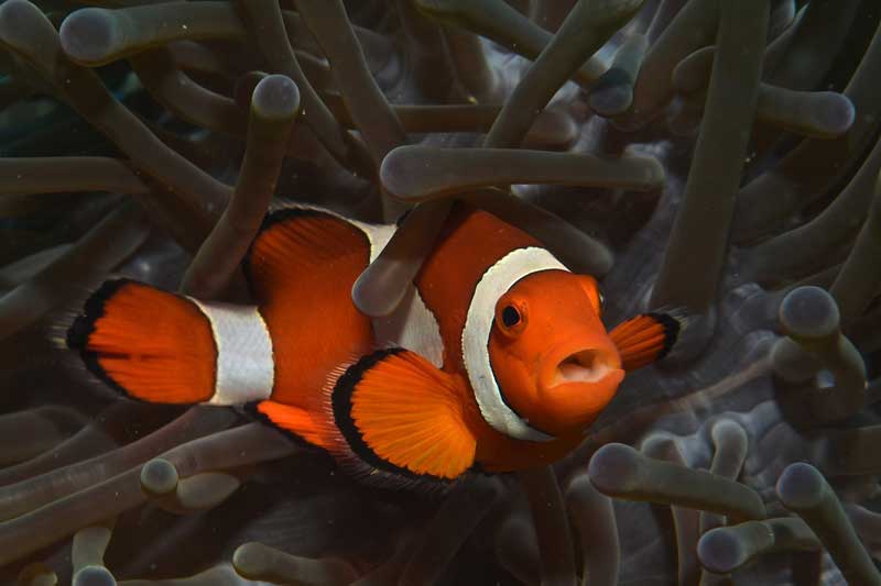 9 Especies De Peces Que Cambian De Género (con Imágenes)
