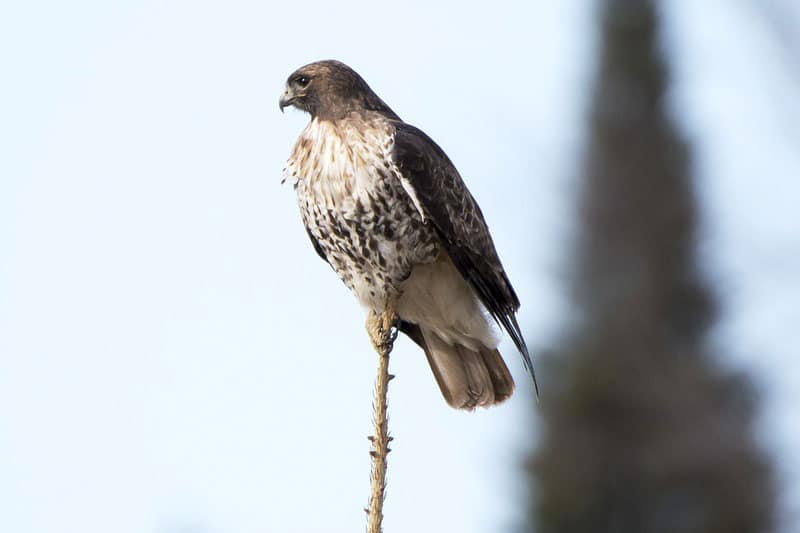 9 Tipos De Halcones en Utah (imágenes Y Hechos)