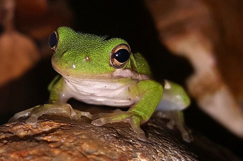 Cómo Atraer Ranas Arborícolas a Su Jardín (7 Consejos)