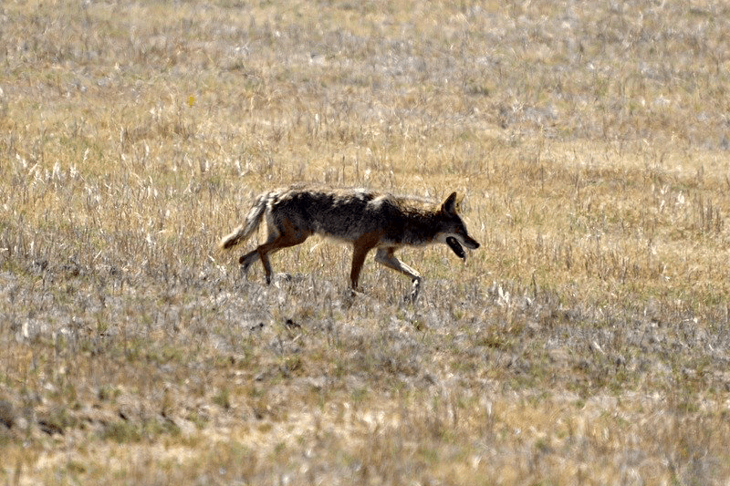 Cómo Mantener a Los Coyotes Fuera De Tu Jardín