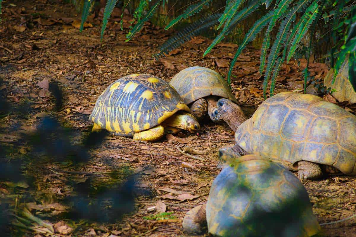 Cómo Se Comunican Las Tortugas Entre Sí