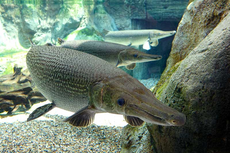 Estos Son 12 De Los Peces De Agua Dulce Más