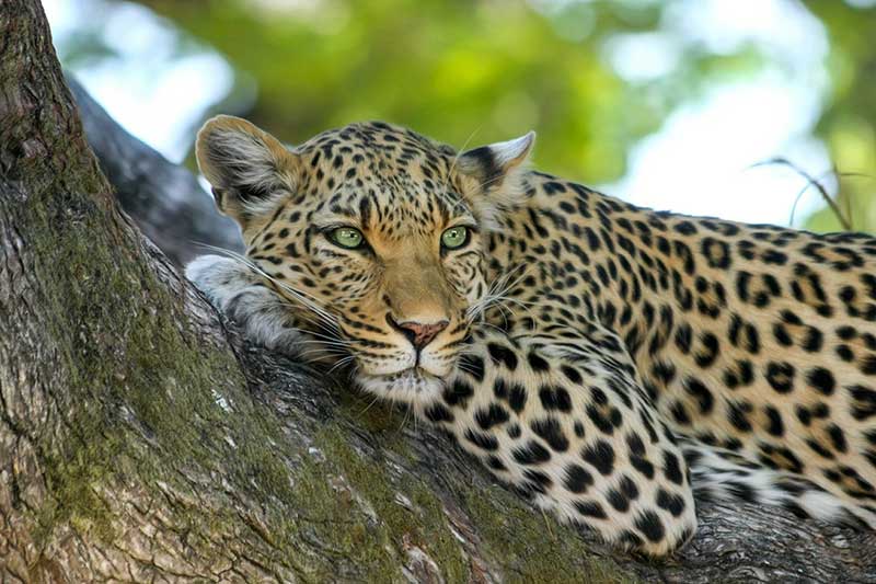 Lista De 19 Animales Con Nombres De 7 Letras