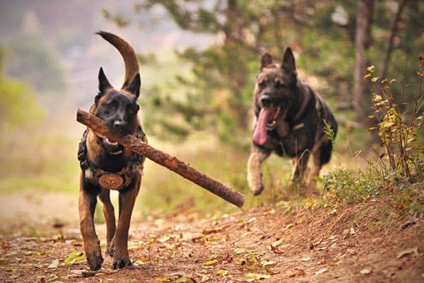 Mejor Perro De Compañía Para El Pastor Alemán: ¿qué Razas