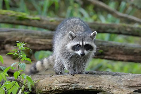 ¿cómo Se Reproducen Los Mapaches?