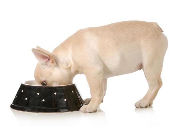 ¿cuánta Comida Debes Darle a Tu Perro?