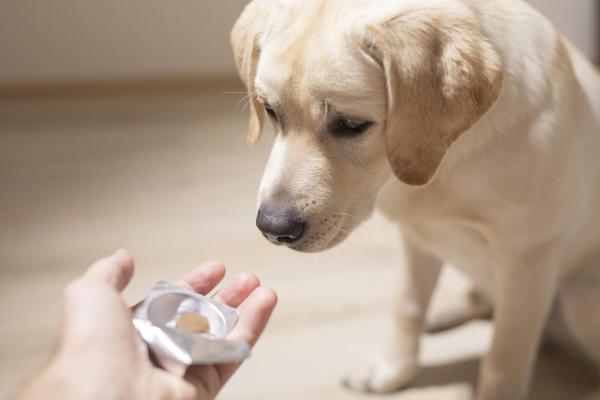 ¿cuánto Tiempo Tarda Un Cachorro en Expulsar Las Lombrices?