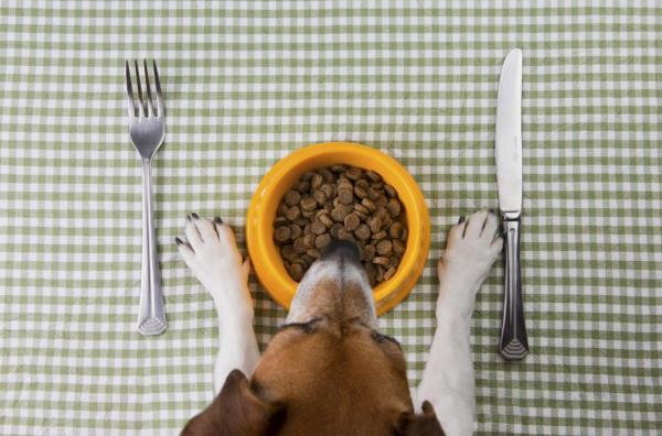 ¿cuánto Y Con Qué Frecuencia Debo Alimentar a Mi Perro?